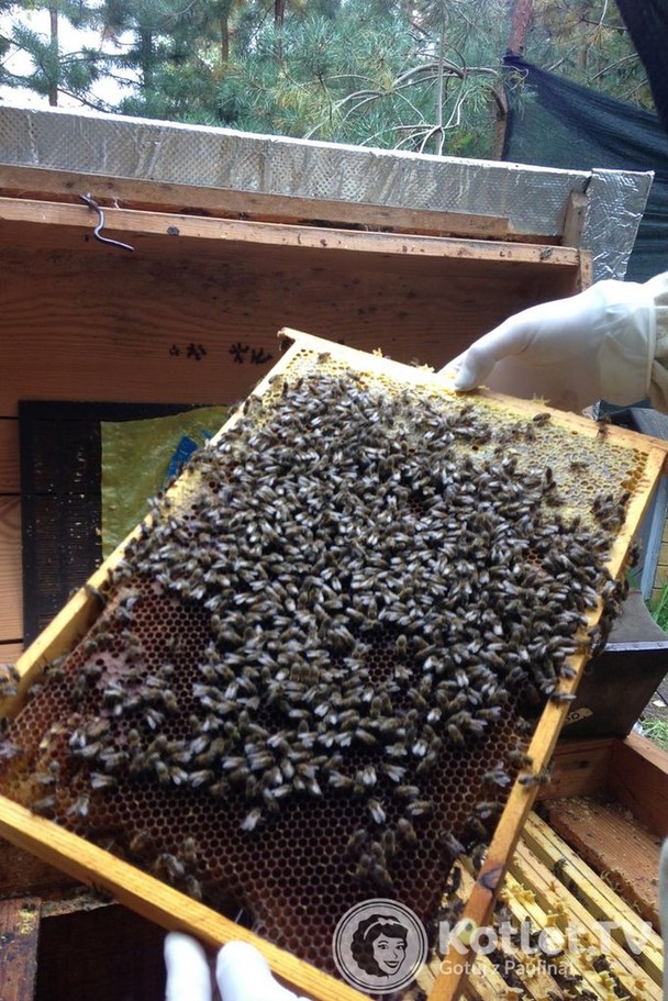 Ramka z pszczołami